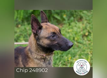Chip 248902: Sucht ein Zuhause