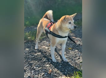 Kokette 3/4 Shiba Inu 1/4 Beagle Hündin Aiko (1,8 Jahre alt)