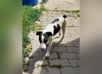 Maxi von kettenlos
