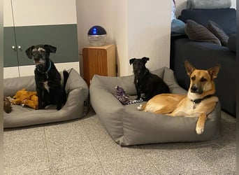 Mica, 3 Jahre, sucht ein neues Zuhause