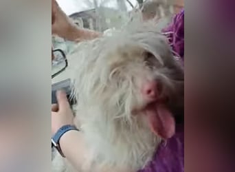 Hooney - freundliche, aktive, katzenverträgliche Malteser-Mix Hündin / Pflegestelle in Brakel