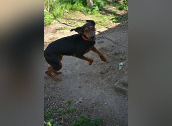 NOTFALL - „Lena“, hält den Stress im Tierheim nicht aus. Ca. 2022 geb. Weint ganz doll im Zwinger