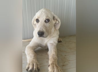 Yoghi: will spielen, toben, schmusen