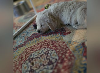 Golden Retriever Welpen suchen .....
