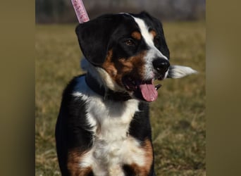 "Lucky", männlich, Appenzeller Sennenhundmix, geb. 04.06.2020, ca. 48 cm