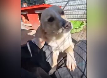 Junghund Boots hat sein Frauchen verloren