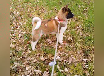 1 reinrassige American Akita Hündin