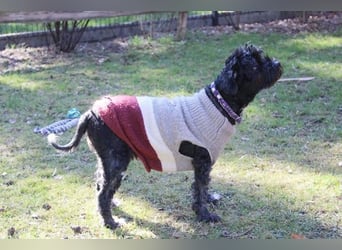 Lucy, Tibet Terrier, geb. 2012, liebe, rüstige Seniorin sucht ein Zuhause