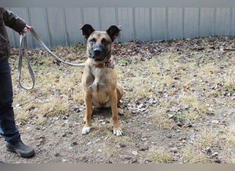 Heidi, Ridgeback-Malinois-Mix, geb. 2021, benötigt körperliche und geistige Auslastung