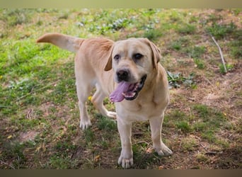 AARON - Freundlicher Labrador-Mix sucht seine Familie