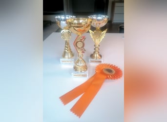 Kleinpudel Zwergpudel in rot red, vererbt auch tan bzw. loh
