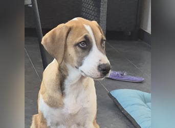 BRUNO - verspielter Bub sucht aktive Familie