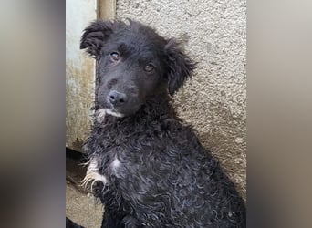 Flynn ❤️ offener, verspielter Welpenjunge