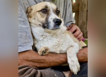 Lilu muss dringend aus dem Shelter