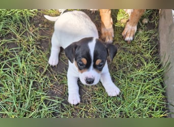 Jack Russell Welpen