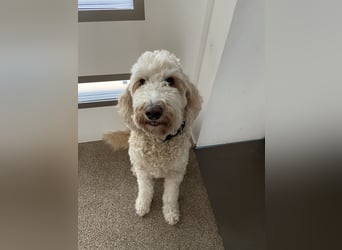 Goldendoodle F1bb Welpen -Liebevoll aufgezogen!