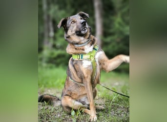Speedy sucht ein neues Zuhause