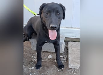 ❤️Labradormix Welpe Nero❤️