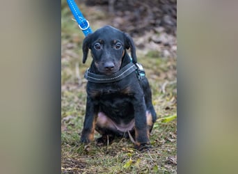 Bibi-SI, kleine Welpin sucht liebe Familie