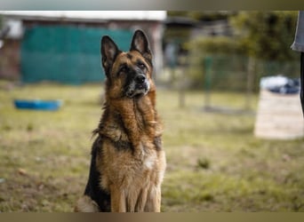Tina: Traumhund sucht Traumzuhause