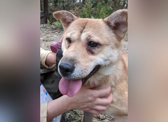 Tania,sanfte etwas schüchterne Shiba- MixDame,16 kg ,37 cm groß, ca. 5Jahre