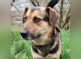 Clyde, Dackel - Schäferhund Mischling