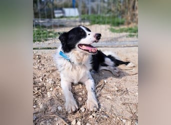 Dacapo (Spanien) – ein sanfter Senior sucht ein liebevolles Zuhause