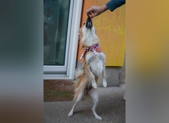 Foxy-SR, Sonnenanbeterin sucht Zuhause!