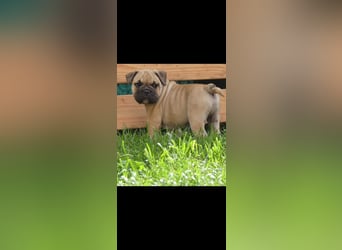 Zuckersüße Freiatmige Bulldoggenwelpen