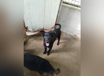 Kleine Cleo sucht ihre Familie oder eine liebevolle Pflegestelle