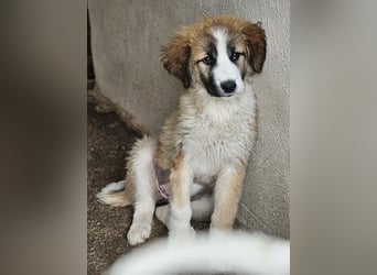 Zarina, geb. ca. 01/2025, lebt in GRIECHENLAND, im städt. Tierheim Serres