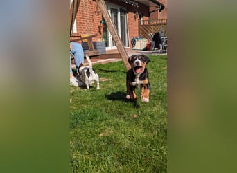Große-Schweizer-Sennenhund-Welpen