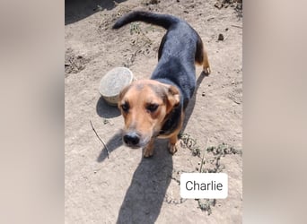 Sensible CHARLIE sucht ihre Menschen