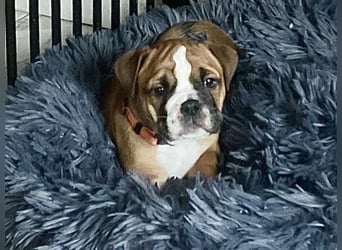 Continental Bulldog Welpen