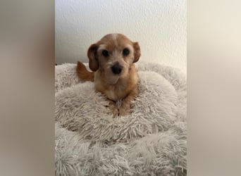 Lala sucht ein ruhiges Zuhause