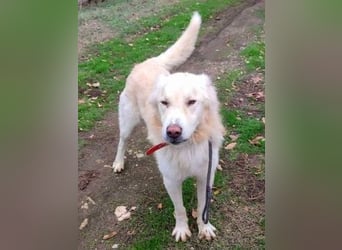 Falcon - junger beeindruckender feiner Hundemann
