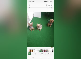 yorkshire terrier welpen