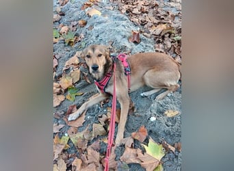 Gordon sucht neues Zuhause