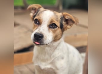 Didier - freundlicher, aktiver, verspielter kleiner Jack Russel-Mix Rüde / z.Zt. noch in Rumänien