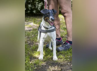 Cili SI – sanfte Foxterrier-Mix-Hündin mit großem Herz sucht ein liebevolles Zuhause
