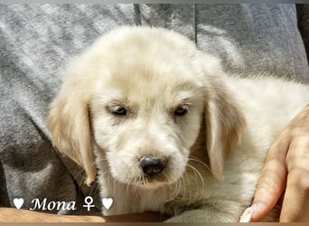 Millie, Marla, Mona und Monja (reserv.) suchen ab Mitte September ein Zuhause