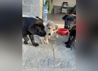 OZZY - sucht eine liebevolle Familie!