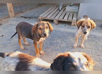 Leon sucht seine Menschen