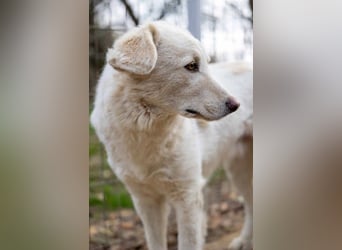 Neve - schüchterner Hund sucht seine Menschen