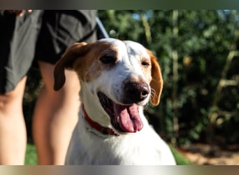 Iva, Mix Labrador / Podengo