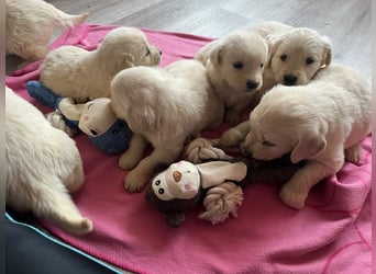 Golden Retriever Welpen abzugeben
