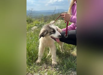 Campino sucht sein großes Glück