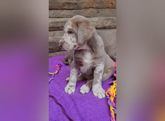 Labrador Aussiedor Welpen,Abgabebereit, aus liebevoller Zucht