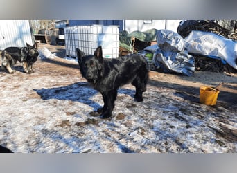 Altdeutsche Schäferhund Hündin