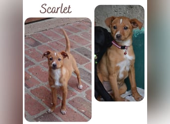 Scarlet